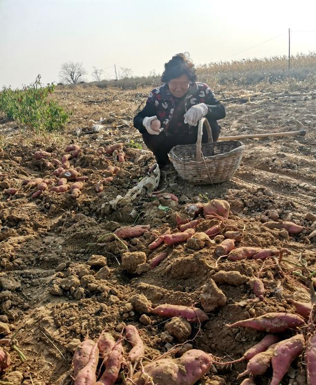 种好地苹果版种好地下载并安装苹果版-第2张图片-太平洋在线下载