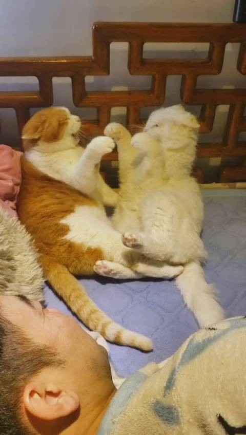 聚触猫手机版高粘性触变形thixotropy粘度用测试