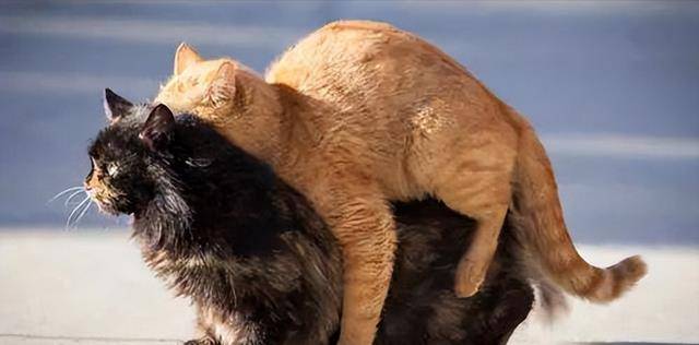 成人猫咪安卓版猫咪永久海外地域网名2023-第2张图片-太平洋在线下载